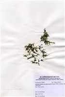 藏品(棒型總狀蕨藻)的圖片